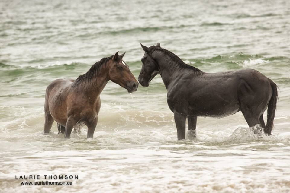 Wild Horse Adventure Tours