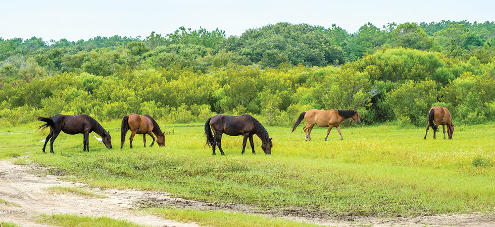 Back Country Safari Tours